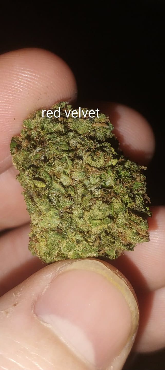 Customer photo review of Red Velvet Light Assist THCA