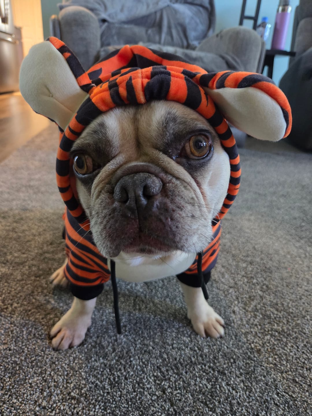 Customer photo review of Halloween Dog Hoodie - Tiger
