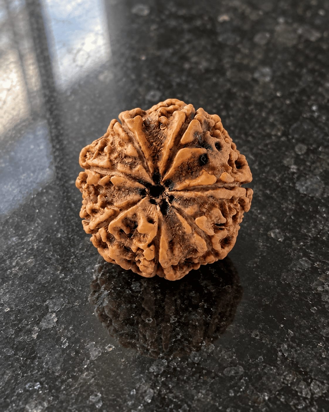 Customer photo review of 7 Mukhi Rudraksha (Nepali)