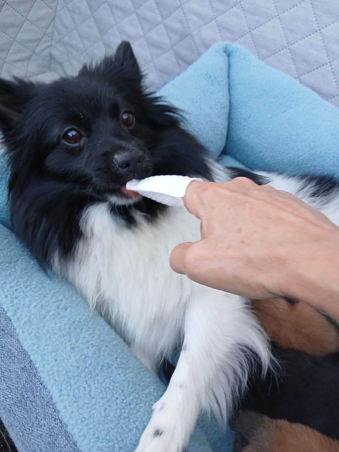 Customer photo review of Toallitas Dentales Naturales para Mascotas