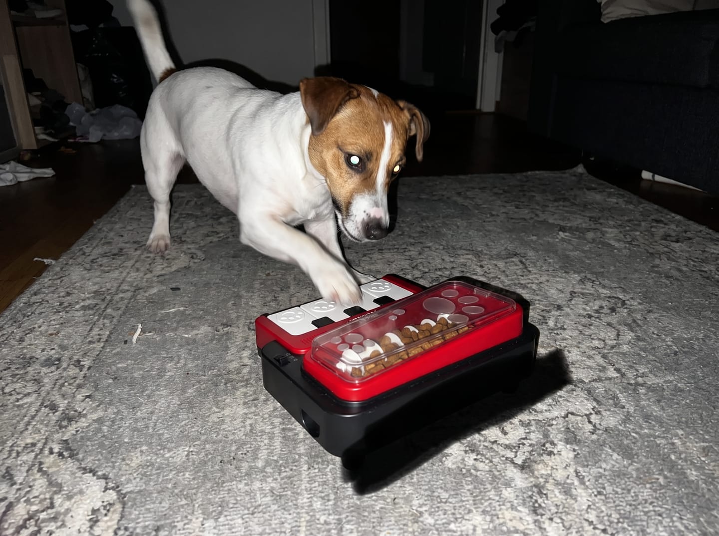 Customer photo review of PianoFeeder™ Interactive Dog Treat Dispenser