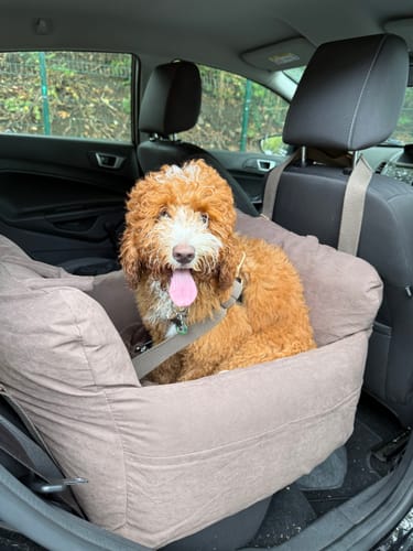 Customer's Chocolate Puffer Car Seat in a vehicle with a happy dog sitting inside it.