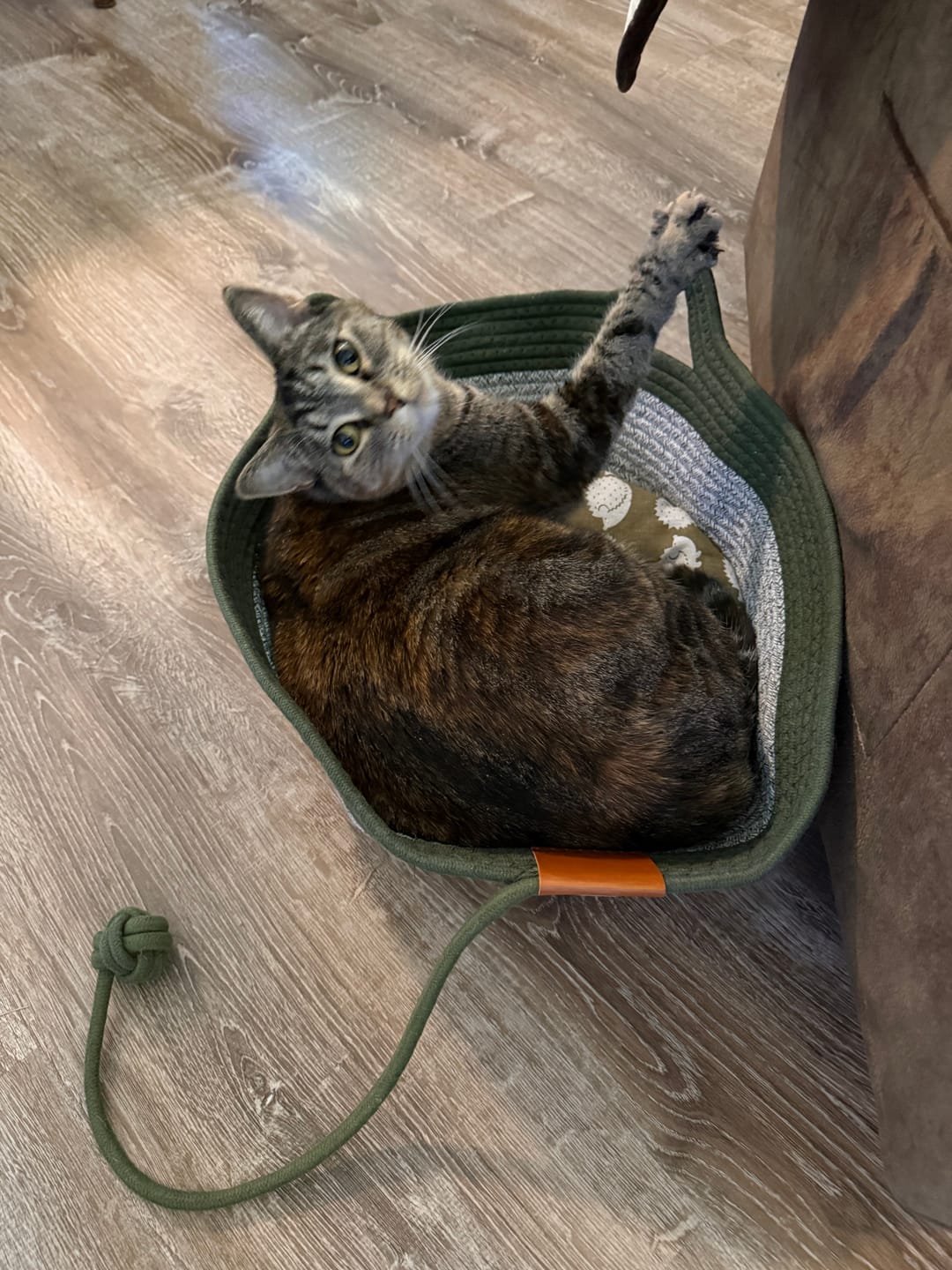 Customer photo review of Instinct Basket | Meet the first research-backed natural territory for indoor cats