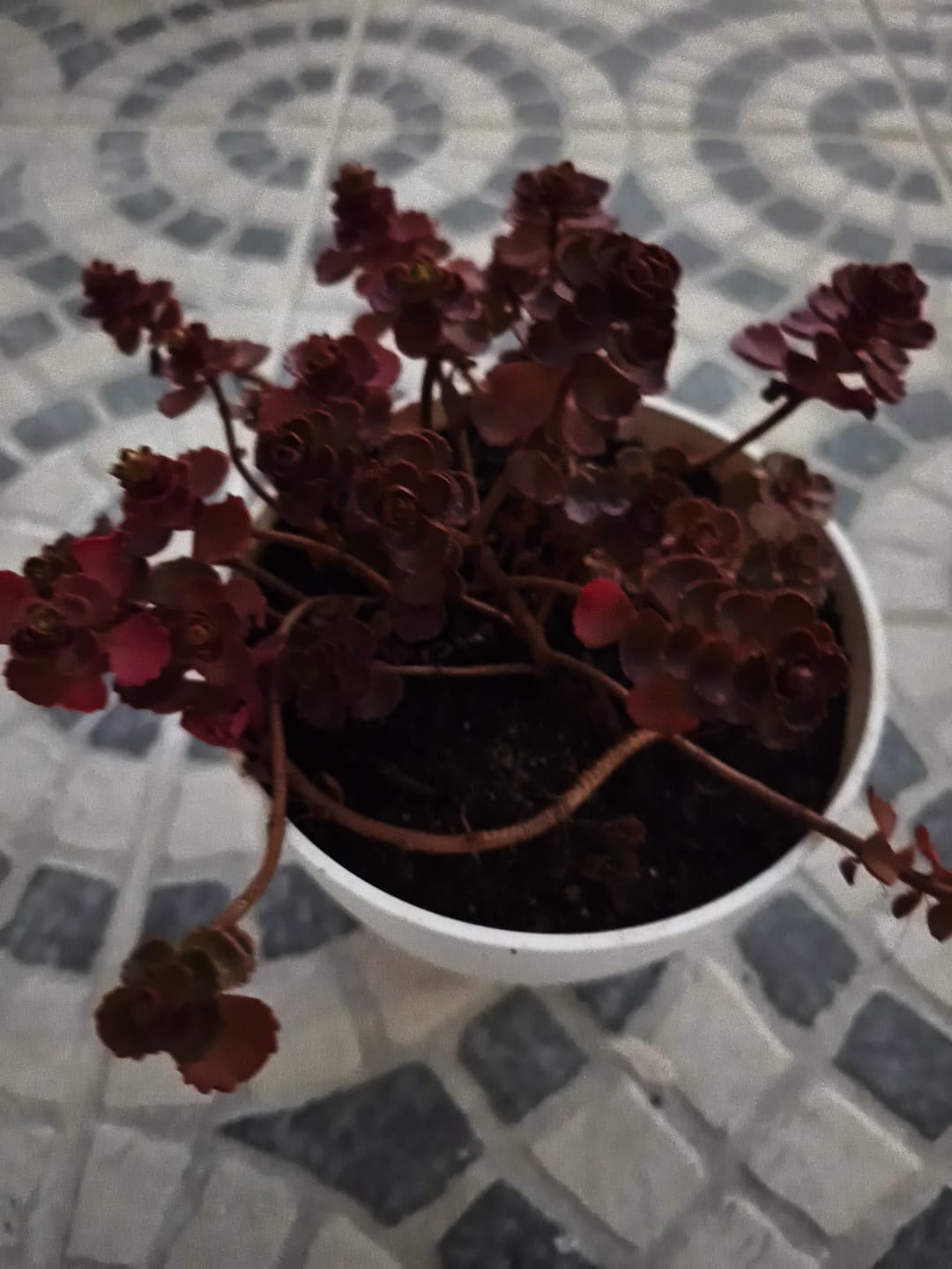 Customer photo review of Sedum spurium `Dragon`s Blood`