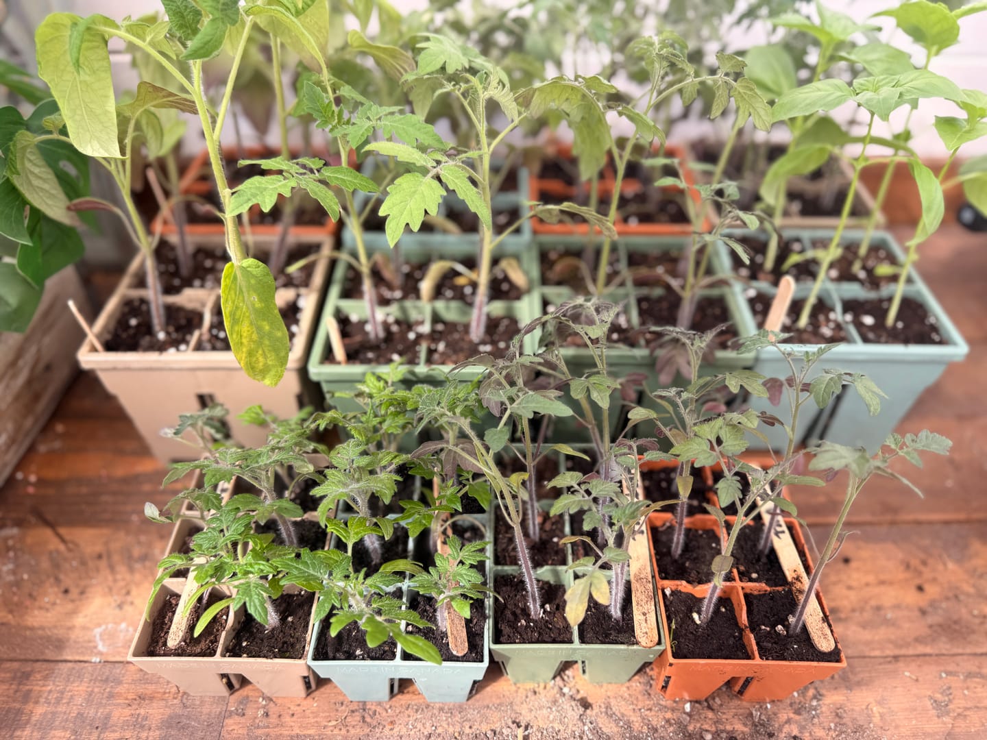 Customer photo review of Indoor Seed Starting Kit