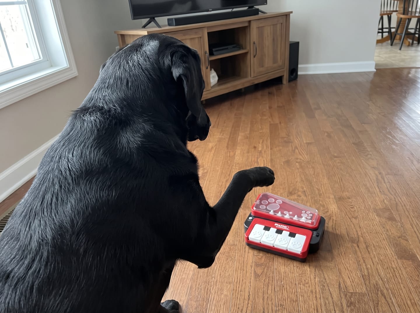 Customer photo review of PianoFeeder™ Interactive Dog Treat Dispenser