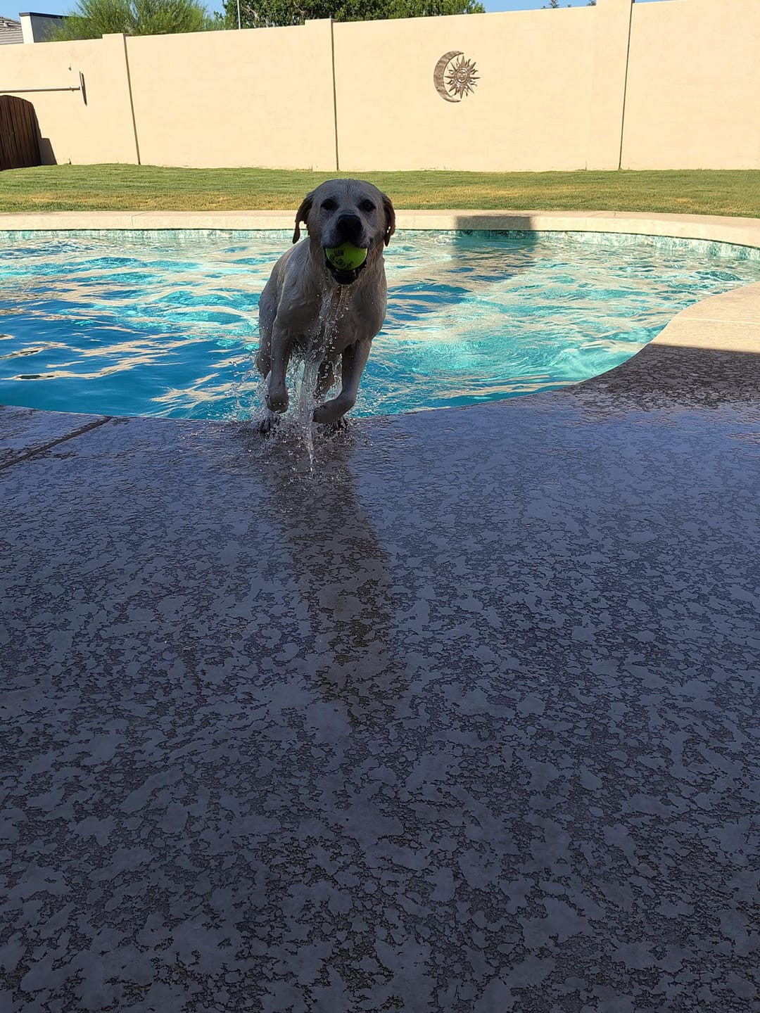 Customer photo review of Fetch & Glow Balls