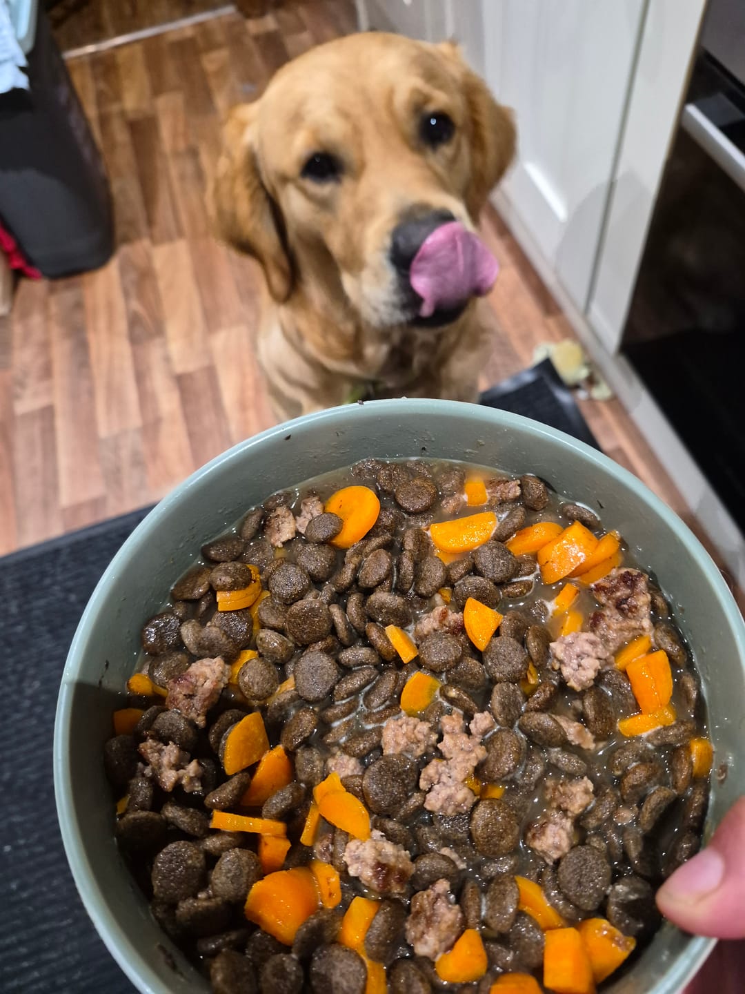 Customer photo review of Bone Broth Powder for Dogs & Cats