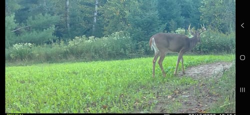 Customer's Kill Plot forage mix growing in a field with a deer standing nearby.