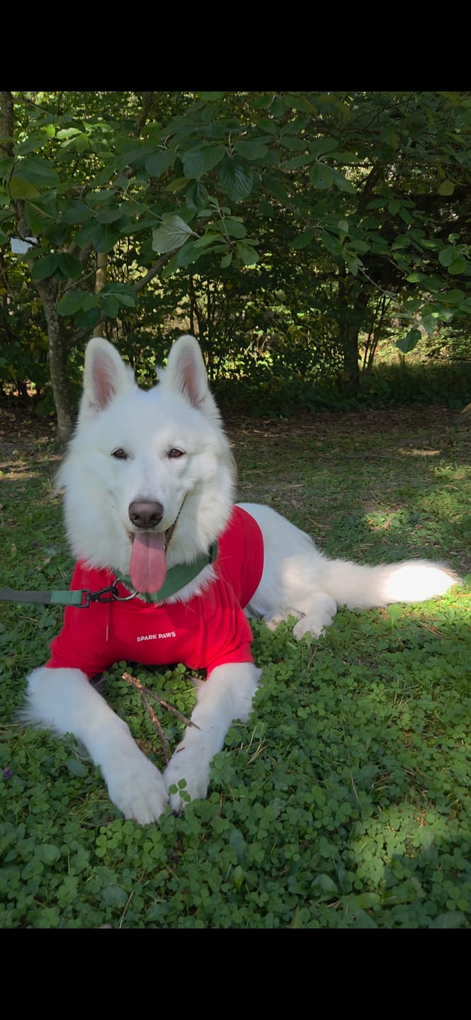 Customer photo review of Essential Dog Hoodie - Crimson Red