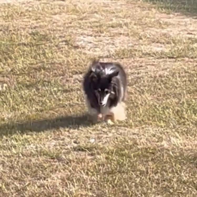 Customer photo review of Tvati Pet