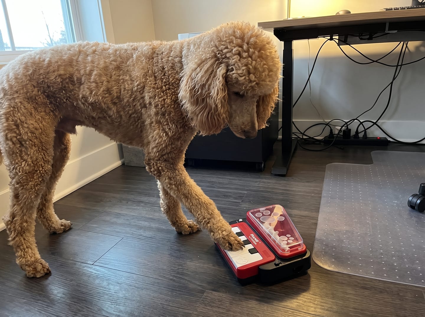 Customer photo review of PianoFeeder™ Interactive Dog Treat Dispenser
