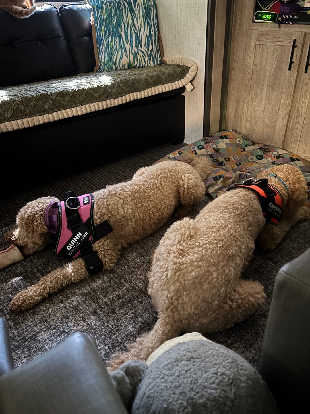 Customer photo review of Dogshood ™ No Pull Harness