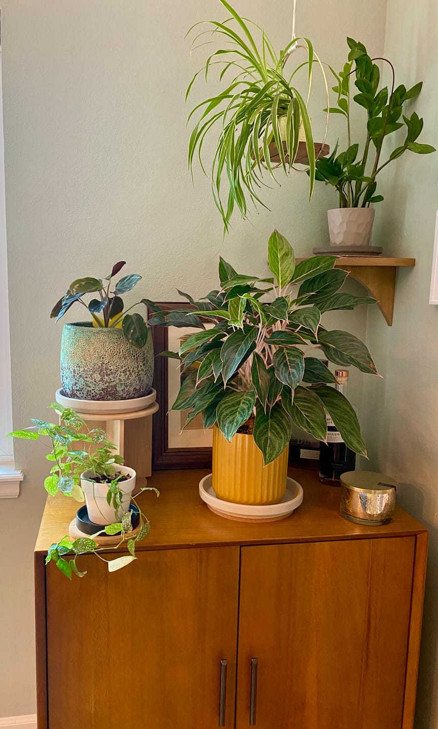 Customer photo review of Soil Refresh