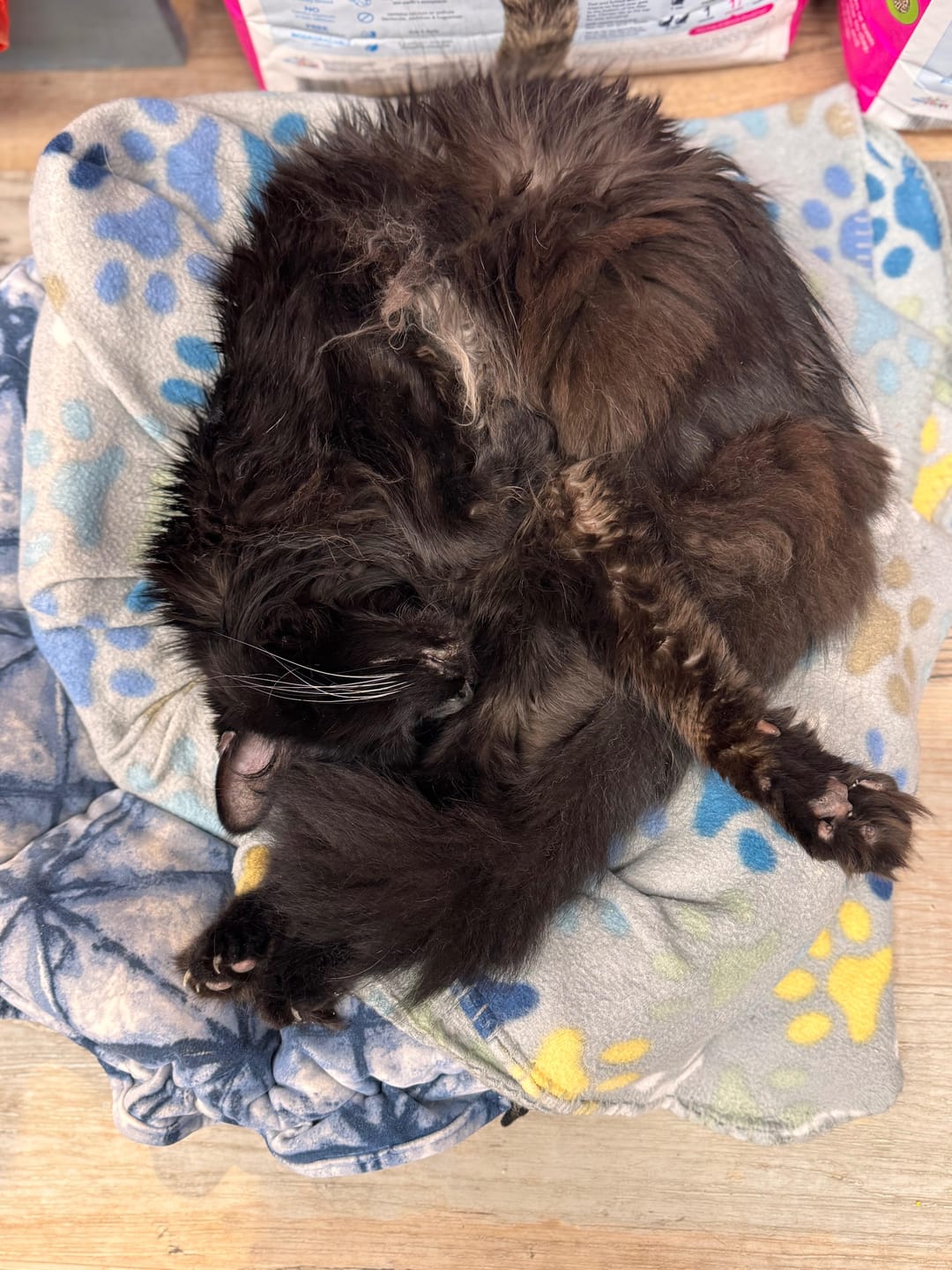 Customer photo review of Tvati Pet