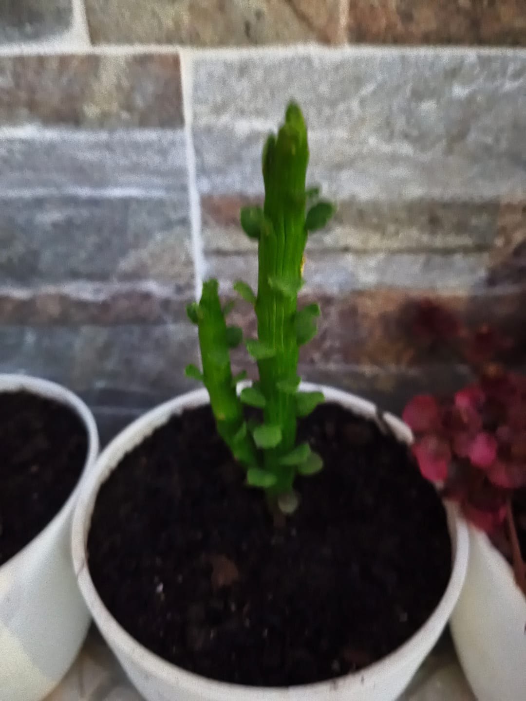 Customer photo review of Euphorbia monadenium bisellenbeckii