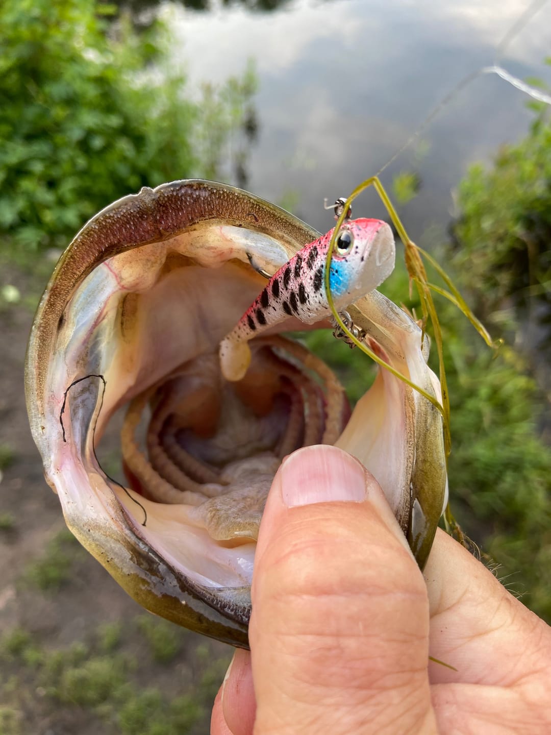 Customer photo review of Shadtale Soft Fishing Lures with BKK Hooks
