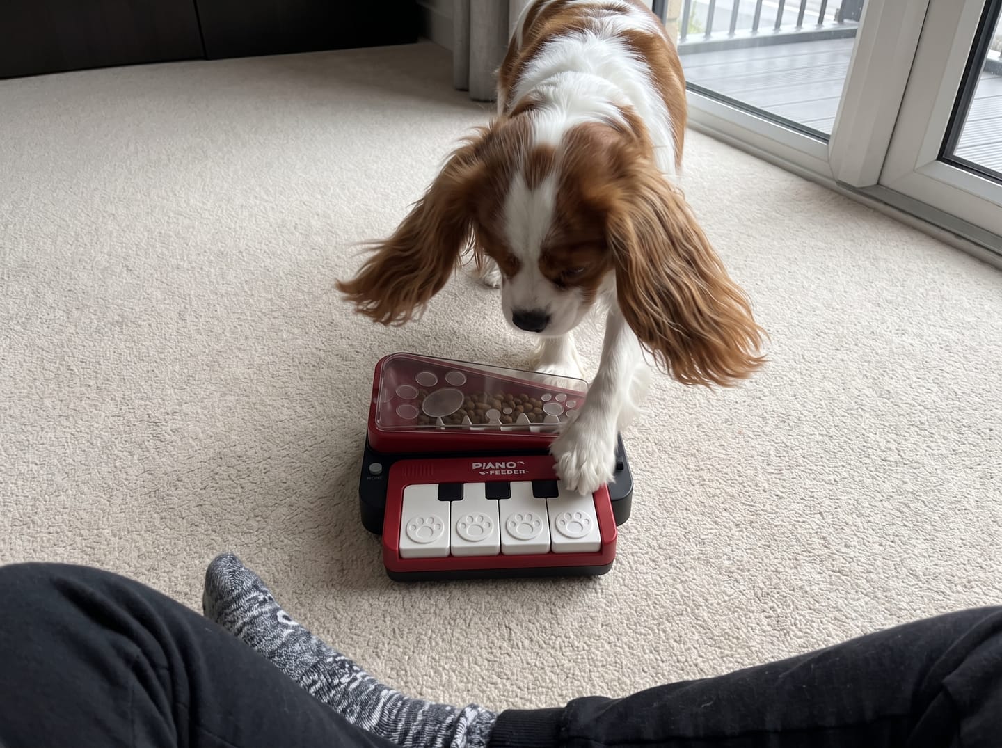 Customer photo review of PianoFeeder™ Interactive Dog Treat Dispenser