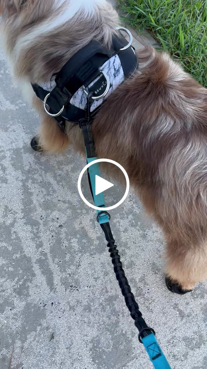 Customer video review of AIR PUP DOG SHOES - SET OF 4