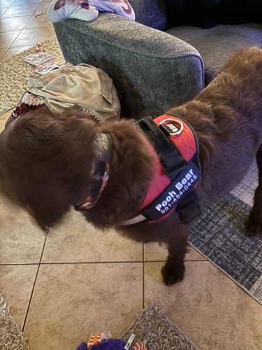 Customer's brown dog wearing a red Dogshood No Pull Harness with a name tag, indoors.