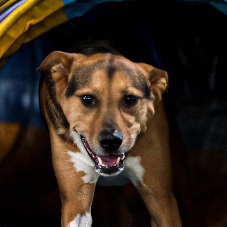 Customer photo review of Tvati Pet