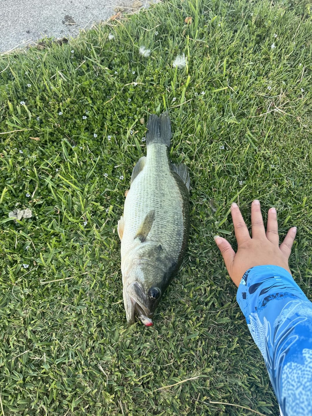 Customer photo review of Shadtale Soft Fishing Lures with BKK Hooks