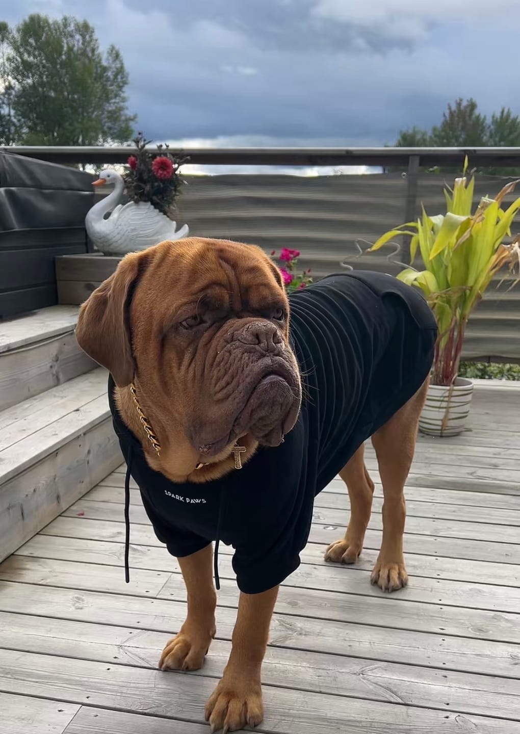 Customer photo review of Essential Dog Hoodie - Black