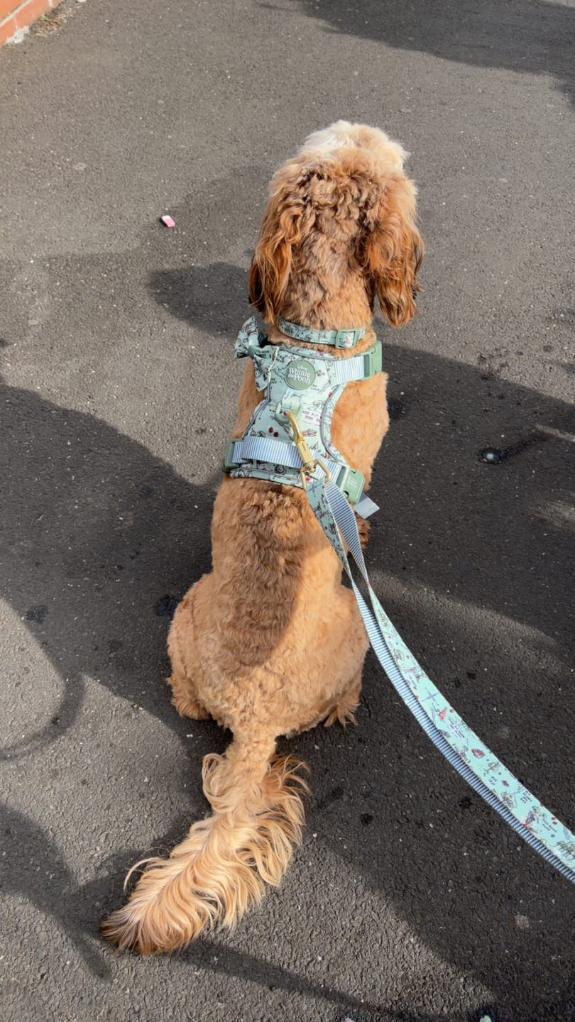 Customer photo review of Disney© AdjustFit Lead - 100 Aker Wood