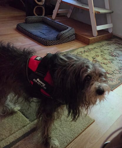 Customer's personalized dog harness in red, worn by a dog with a nametag, standing on a rug in a home.