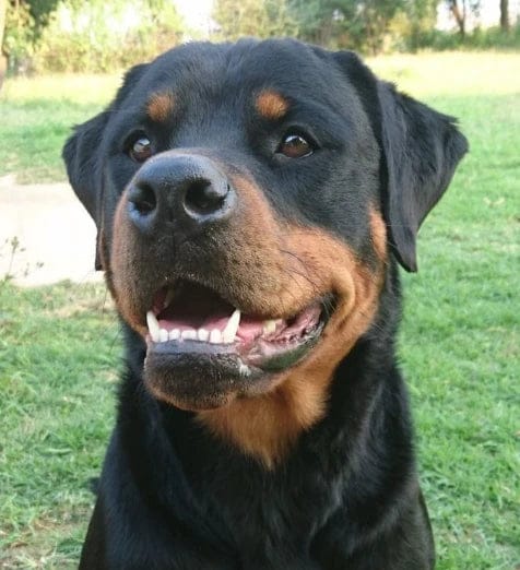Customer photo review of Pawbooster | Spine & Disc Powder