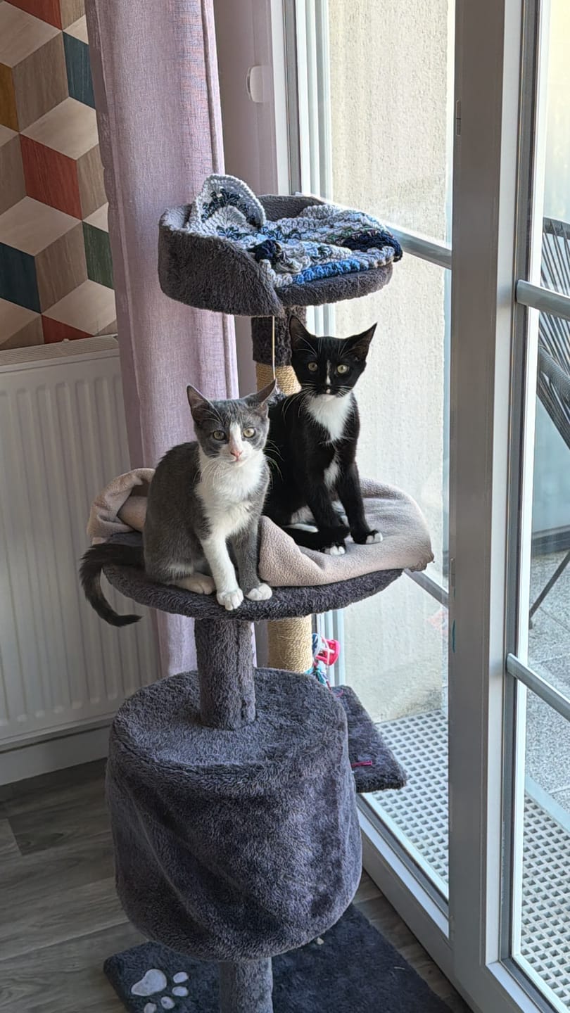Customer photo review of Croquettes de volaille riches en ingrédients frais (Chaton)