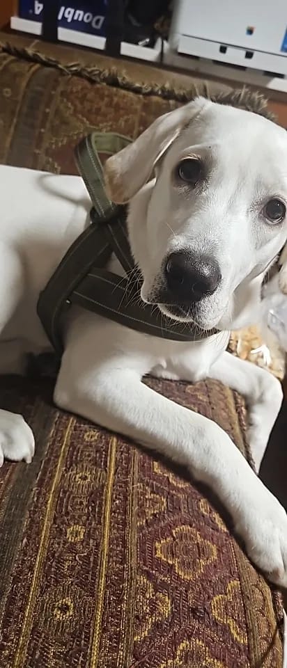 Customer photo review of Harnais anti-traction pour chien - KANINE