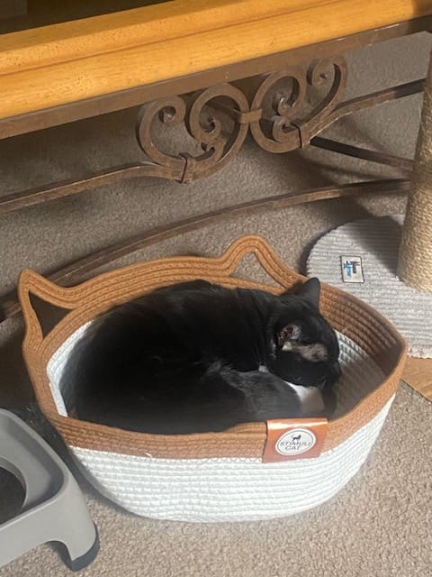 Customer photo review of Instinct Basket | Meet the first research-backed natural territory for indoor cats