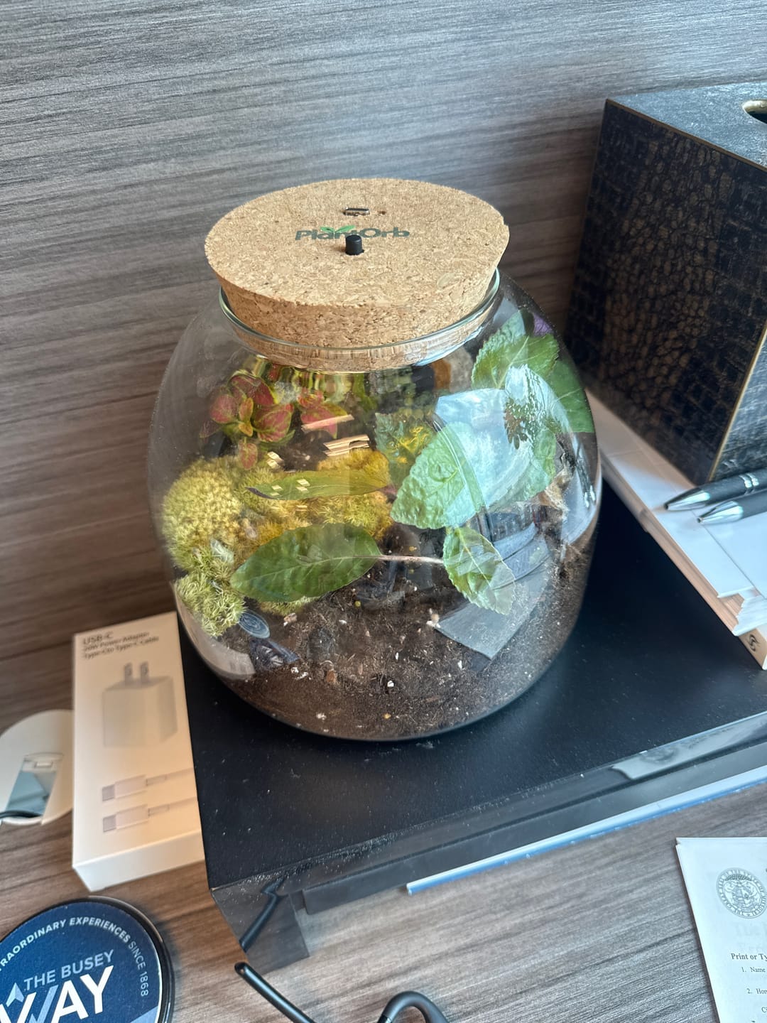 Customer photo review of Light Up Terrarium Kit