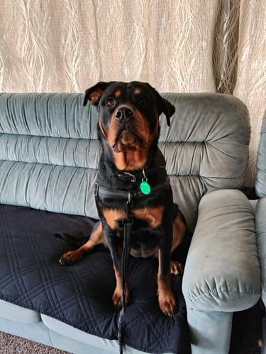 Customer photo review of The Good Dog Lead
