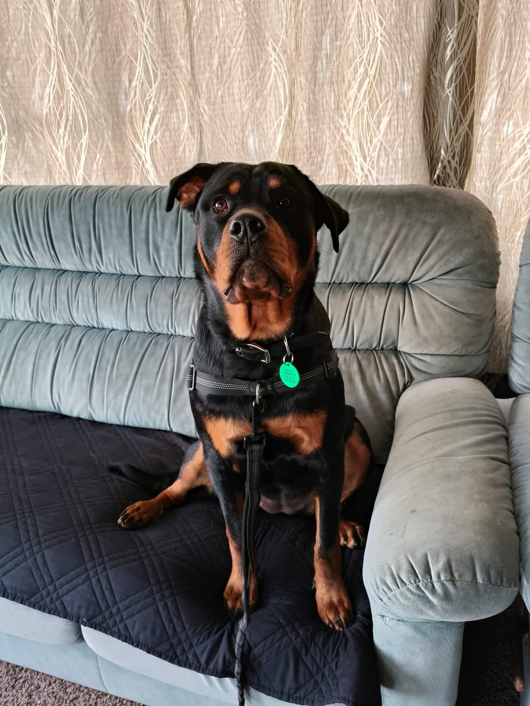 Customer photo review of The Good Dog Lead