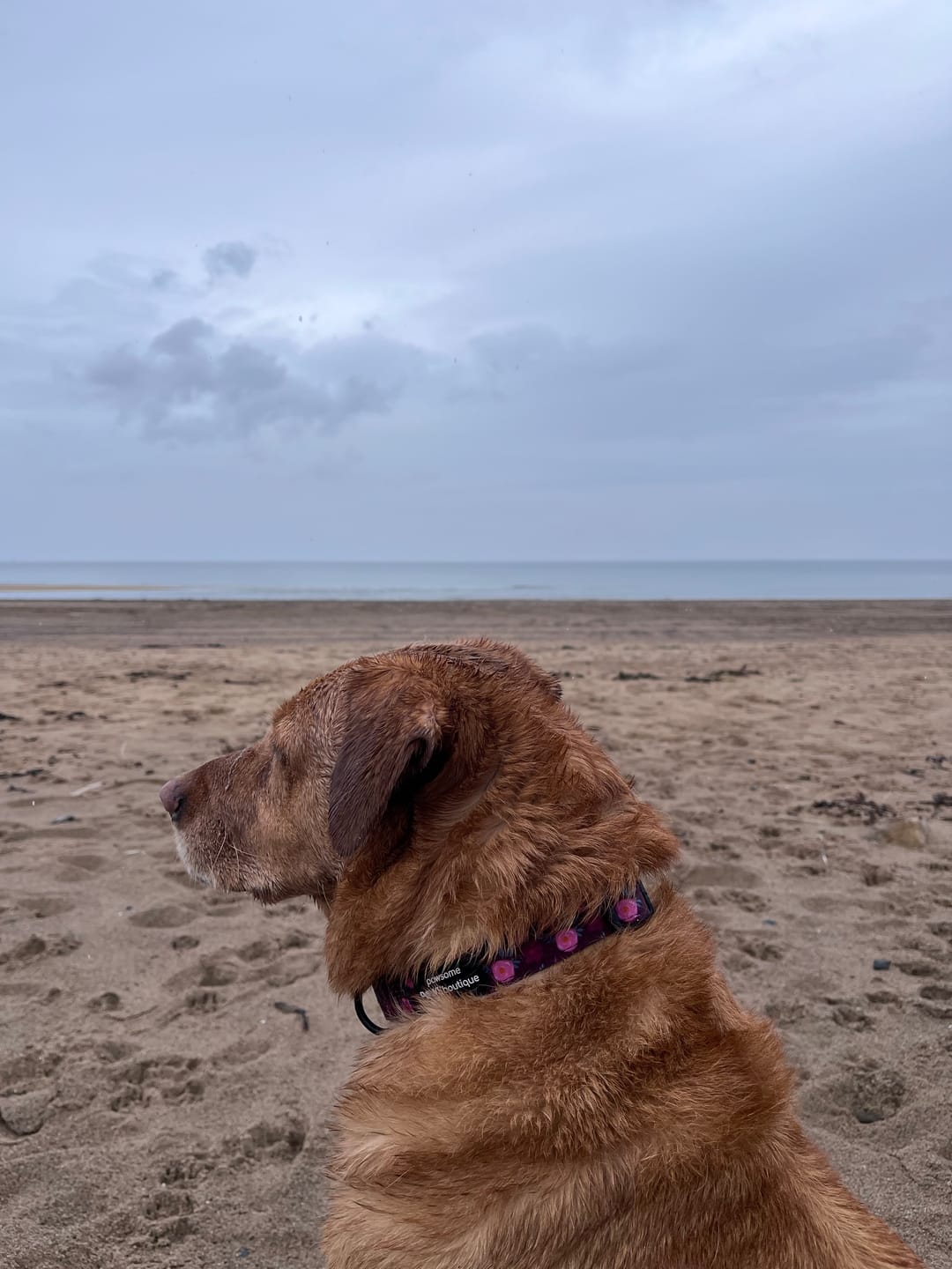 Customer photo review of Collar - Mable's Meadow