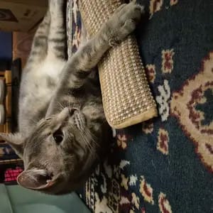 Customer photo review of Sollievo Dallo Stress Giocattolo Masticabile Catnip Organico