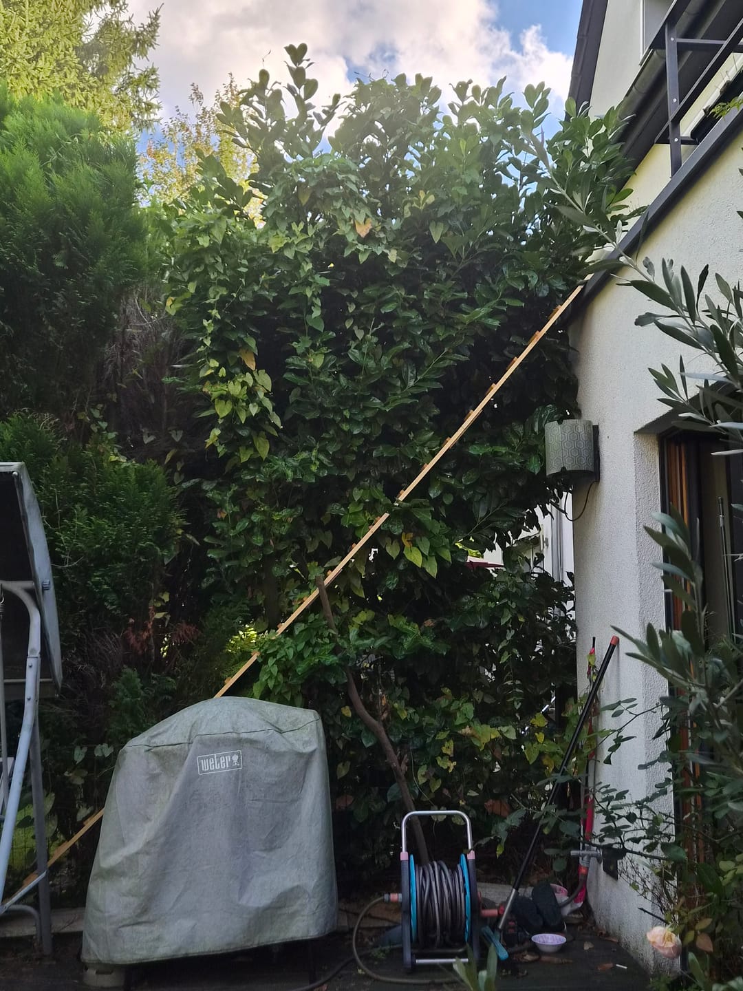 Customer photo review of Elmato Katzentreppe naturbelassen 1-4 Meter, verschiedene Größen