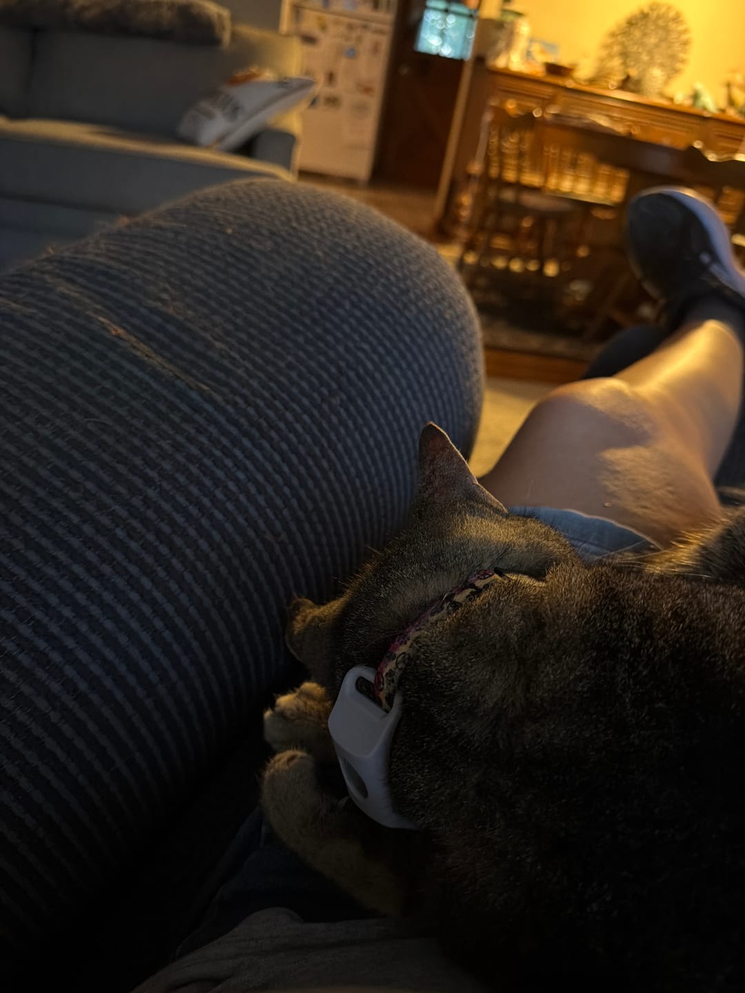 Customer photo review of FurLife™ 12 Months Flea and Tick Free