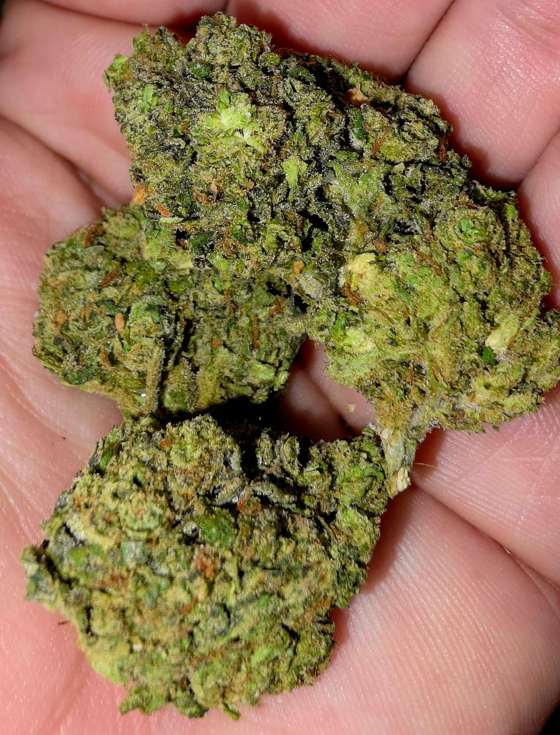 Customer photo review of Northern Lights THCA Flower