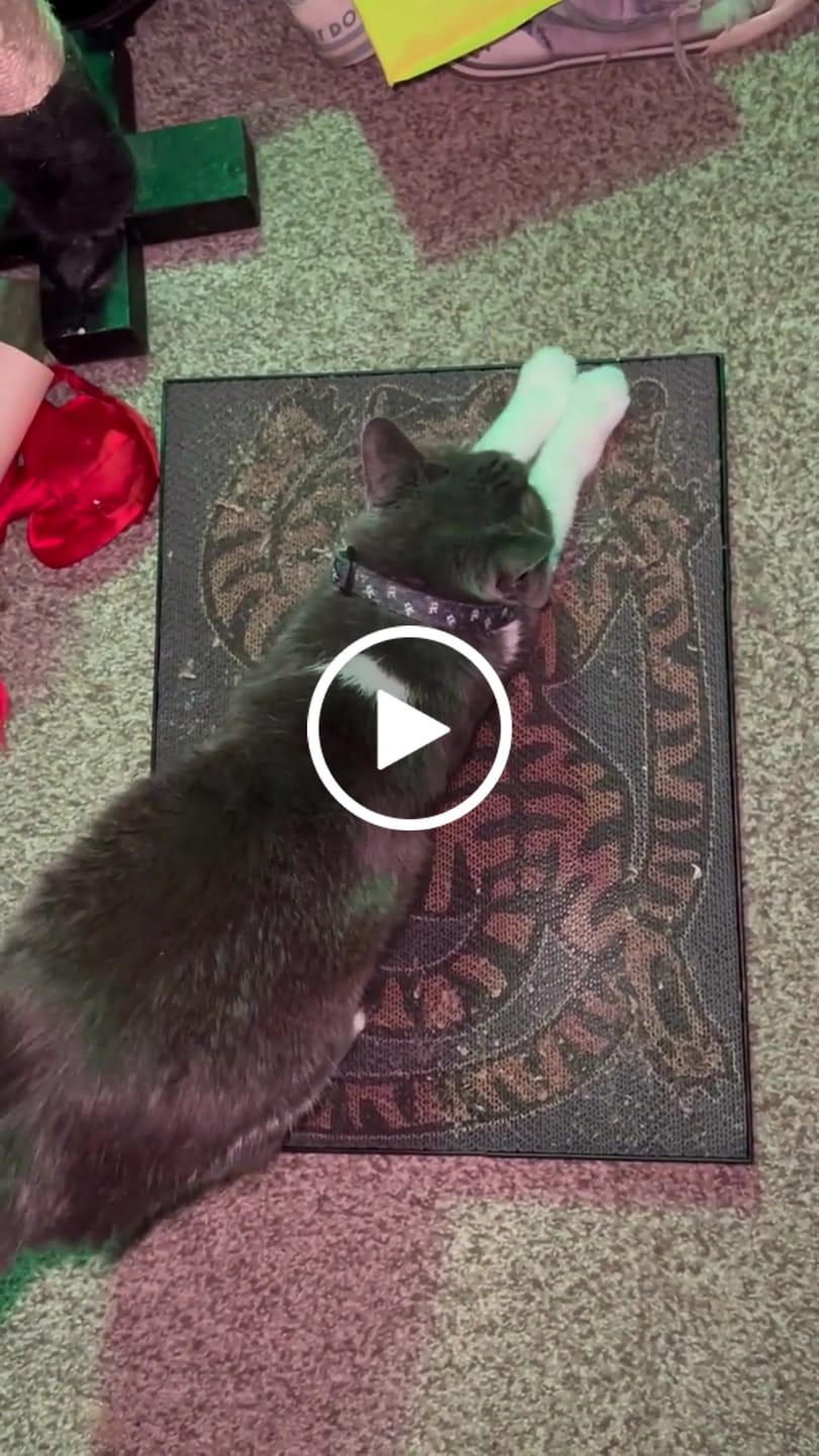 Customer video review of Asian Tiger - Luxury Cat Scratching Board