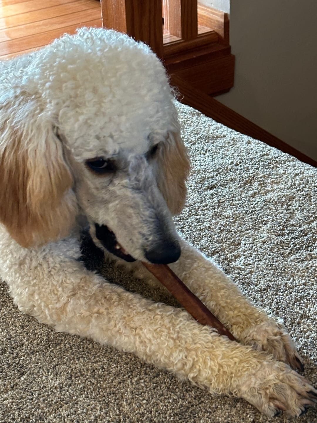 Customer photo review of Large Bully Sticks 11-12" Long Lasting, Single Ingredient, Rawhide-Free Dog Treats.