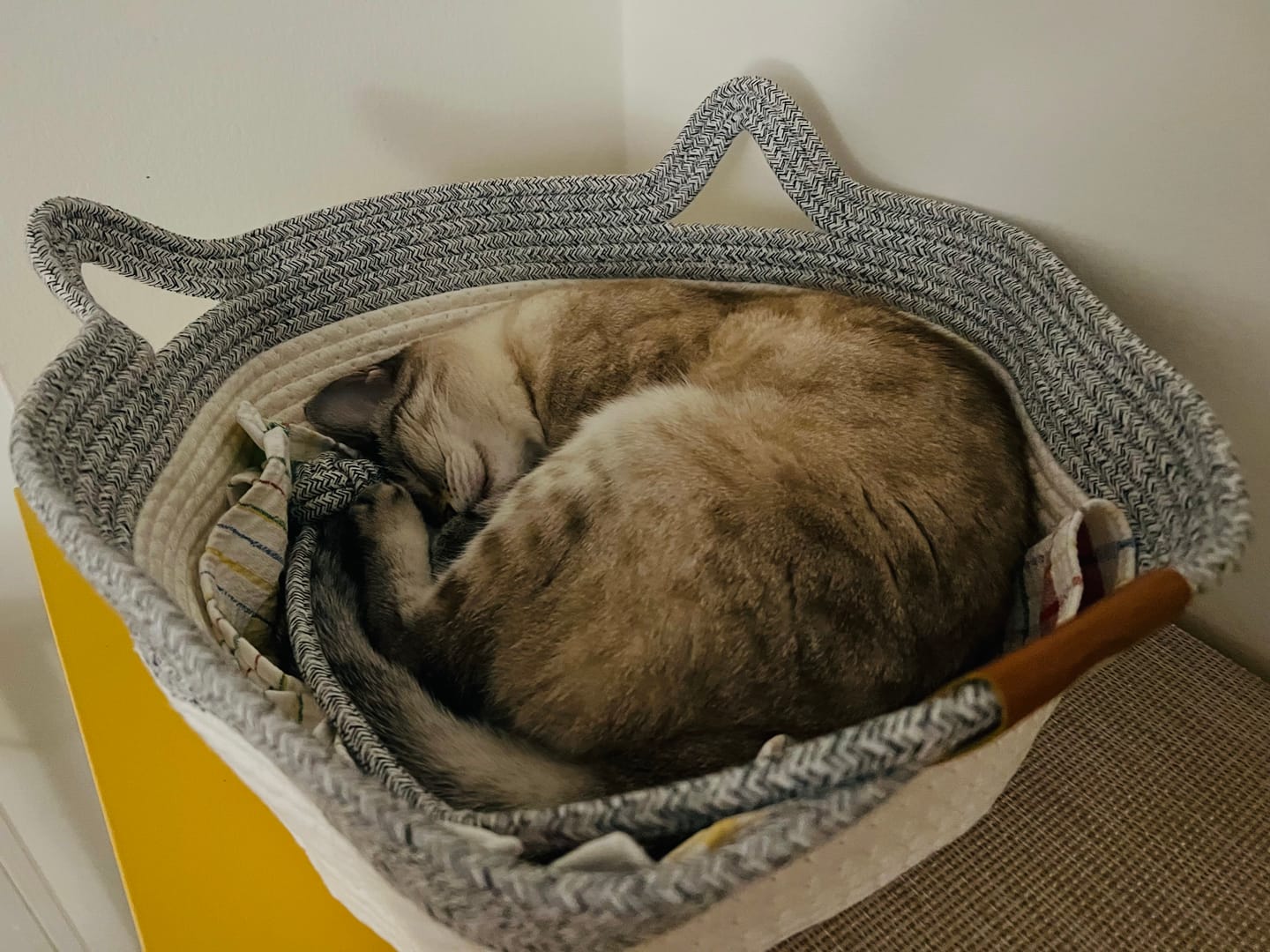 Customer photo review of Instinct Basket | Meet the first research-backed natural territory for indoor cats