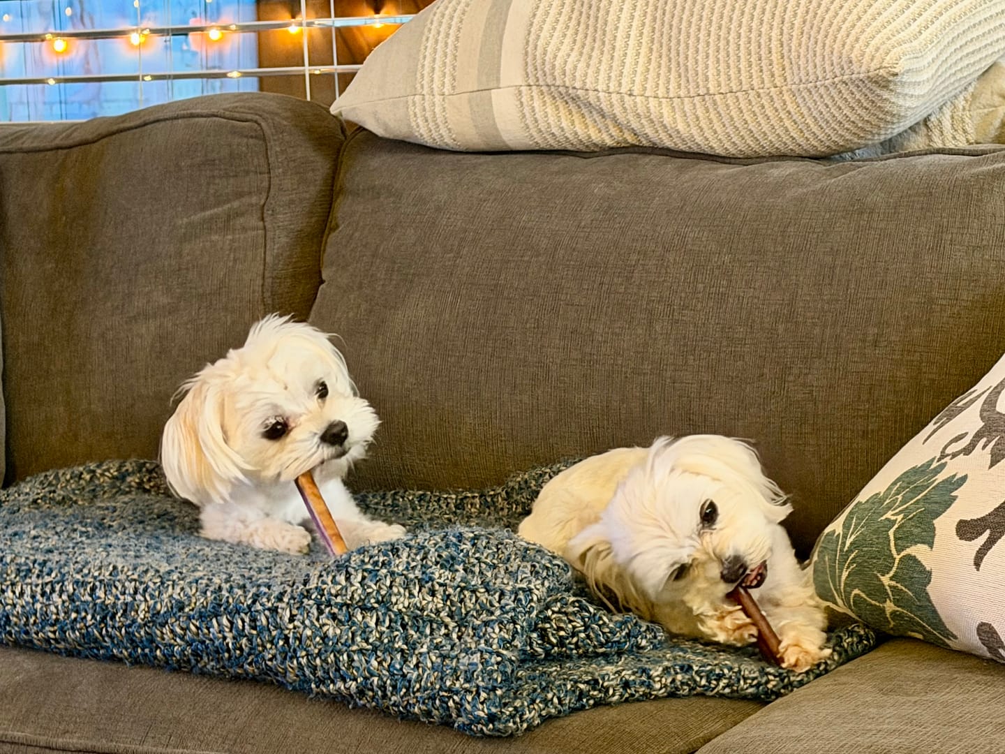 Customer photo review of 6 Inch Standard Bully Stick
