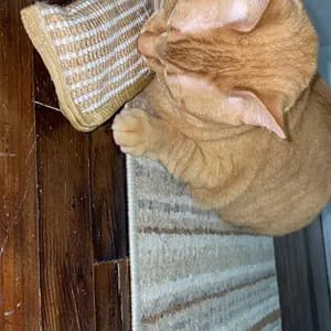 Customer photo review of Sollievo Dallo Stress Giocattolo Masticabile Catnip Organico