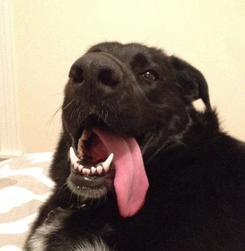 Customer photo review of Pawbooster | Spine & Disc Powder