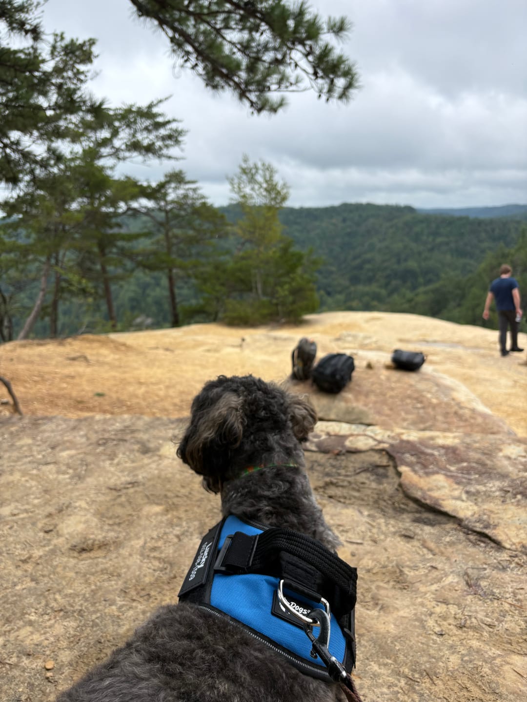 Customer photo review of Dogshood ™ Ergonomic Harness