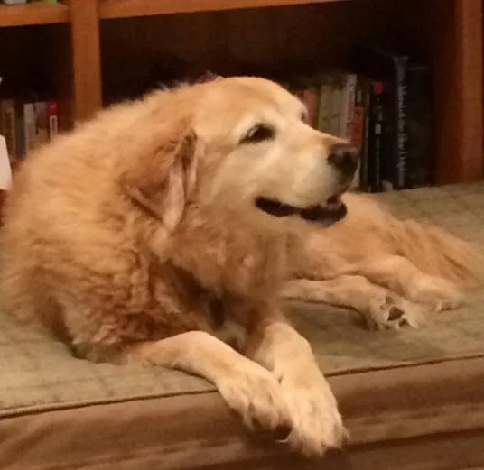 Customer photo review of Pawbooster | Spine & Disc Powder