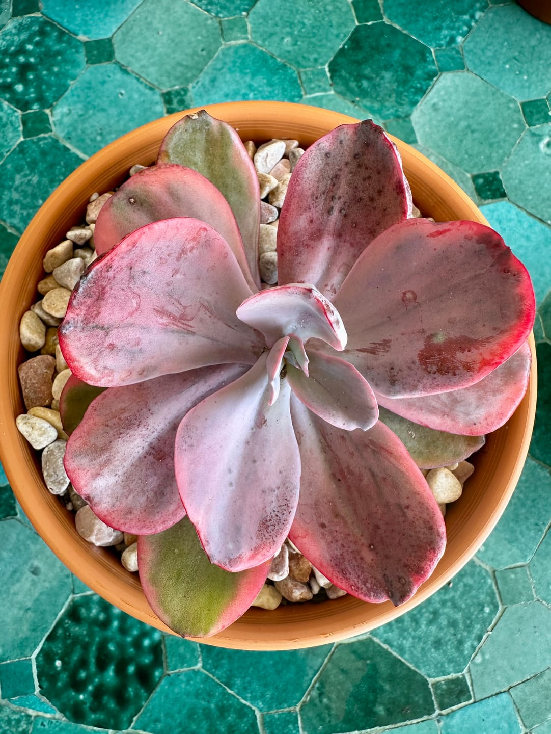 Customer photo review of Echeveria 'Angel Wings' Variegated